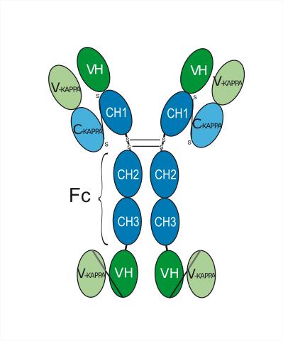 Experimental Validation Results for Tibulizumab